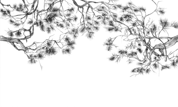 Fototapeta artystyczna Arbor konary sosny