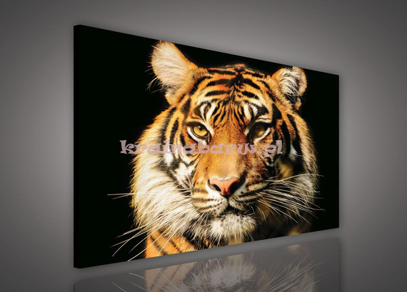 Obraz na płótnie PP1519 Tygrys