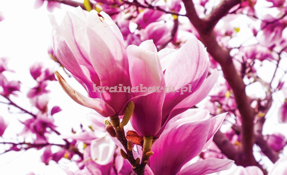 Fototapeta 1341 Kwiat Magnolii
