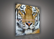 Obraz na płótnie PP1363 Tygrys