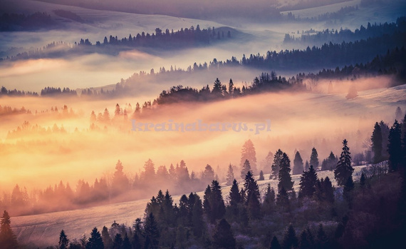 Fototapeta 13572 Las we mgle o zachodzie słońca