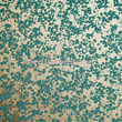 Tapeta 111869 CORAL   ANTHALOGY 05 HARLEQUIN