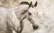 Fototapeta na flizelinie 1218VE Koń