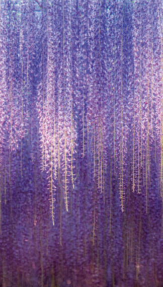 Tapeta Mural ML6501 Wisteria