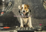 Fototapeta 10383 DJ PIES