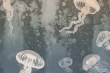 Tapeta Artystyczna Profond Meduse PM100