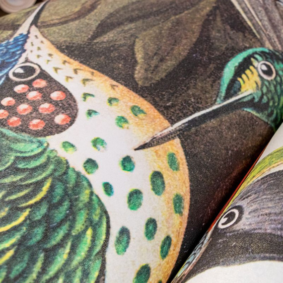 Tapeta Fototapeta  26993 Tropical mural Birds Paradise 