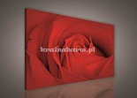 Obraz na płótnie PP147BO1 Czerwona Róża