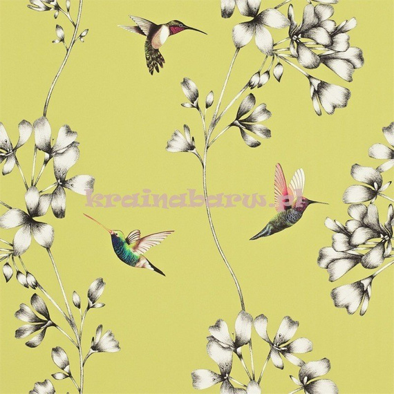 Tapeta 111061 Amazilia