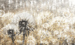 Tapeta Artystyczna Dandelion