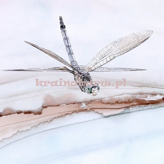 Fototapeta  Marmur Ważki SPIRIT 1