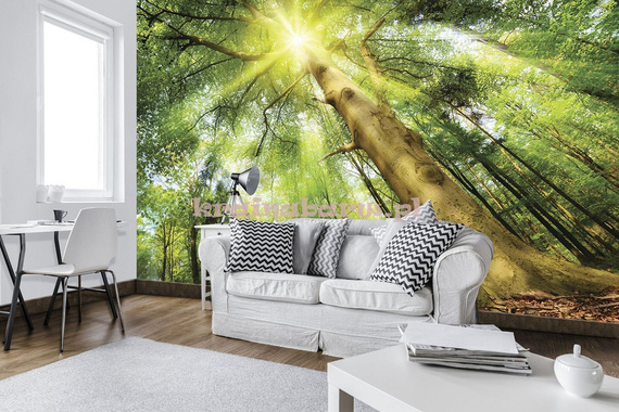 Fototapeta 10112 LAS W SŁOŃCU