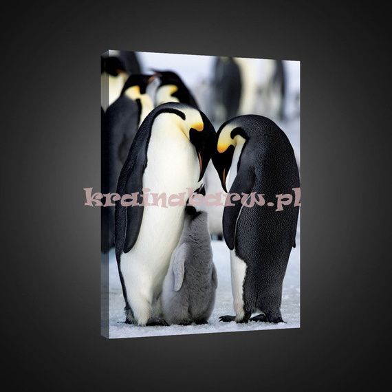 Obraz na płótnie PP1826 Pingwiny