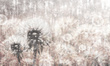 Tapeta Artystyczna Dandelion
