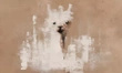Fototapeta Lama