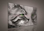 Obraz na płótnie PP181O1 Kot