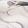 Tapeta Fototapeta 27027 Prism Mural Heron 