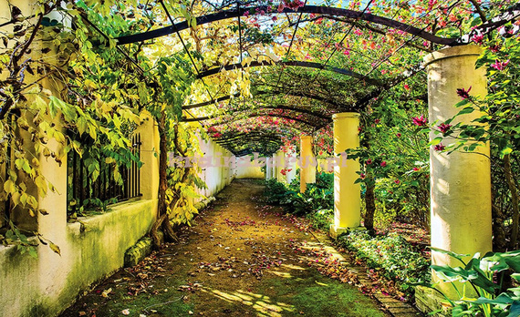 Fototapeta 2296 OGRÓD PERGOLA