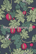 Tapeta 114/1001  Fornasetti Cole & Son