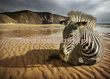 Fototapeta FM0299 Zebra na plaży