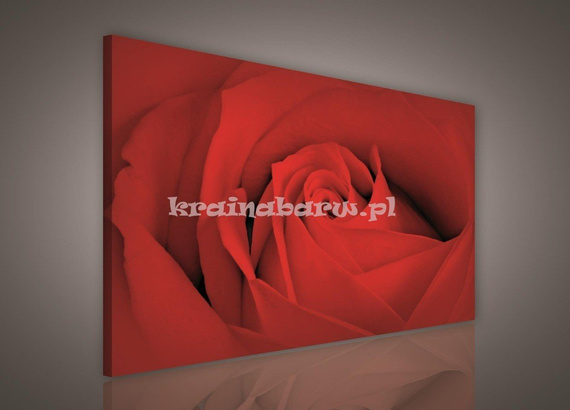Obraz na płótnie PP147BO1 Czerwona Róża