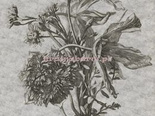 Grey Flower