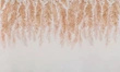 Fototapeta artystyczna Piuma piórka