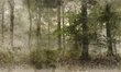 Tapeta Artystyczna Hazy forest