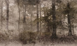 Tapeta Artystyczna Hazy forest