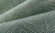 Oryginalna tapeta liście palmy