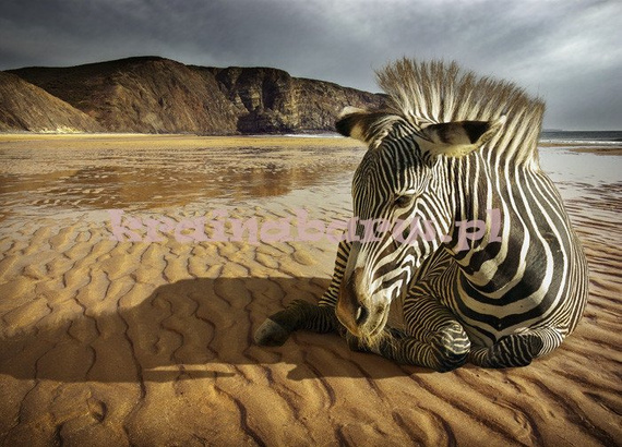 Fototapeta FM0299 Zebra na plaży