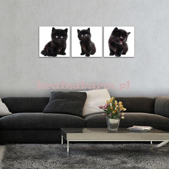 Obrazy na płótnie PS10533S13 CZARNE KOTKI