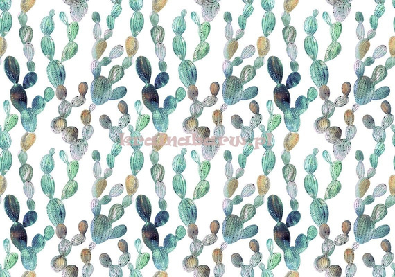 Fototapeta 13029 Kaktusy