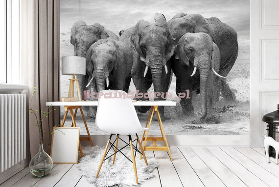 Fototapeta 11578 SŁONIE
