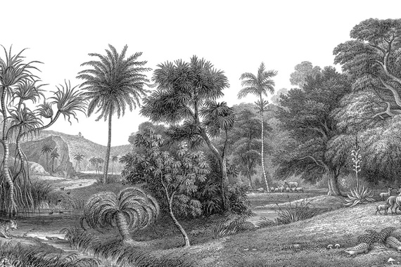 Fototapeta Jungle Land