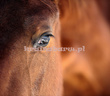 Fototapeta RE130012 KOŃ