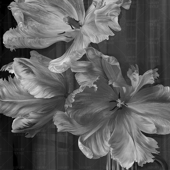 Fototapeta Dutch dance  