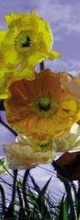 Fototapeta 2-1257 Kwiaty maki Poppy