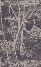 Tapeta 66/7048 Cow parsley