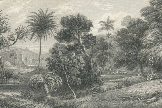 Fototapeta Jungle Land