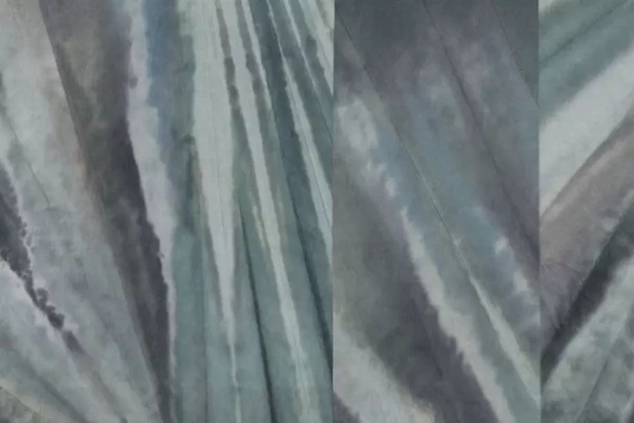 Fototapeta Glamora Agave