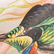 Tapeta Fototapeta  26993 Tropical mural Birds Paradise 