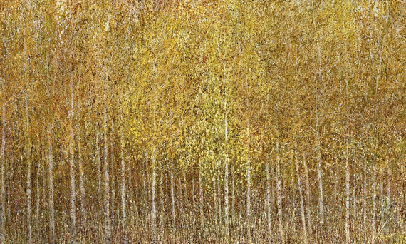 Malowniczy mural las brzozy Euporie