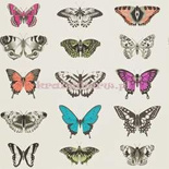 Tapeta 111079 Amazilia