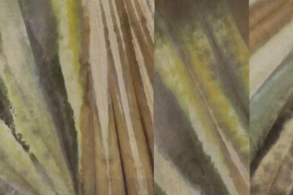 Fototapeta Glamora Agave