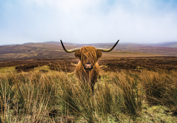 Fototapeta 14168 Szkocka krowa wyżynna