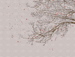 Fototapeta Sakura