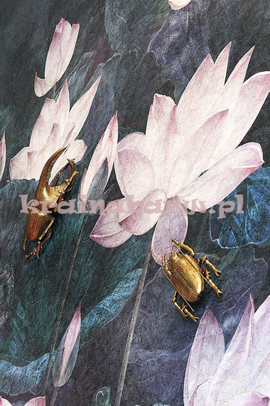 Fototapeta Lilie wodne Nymphea IV