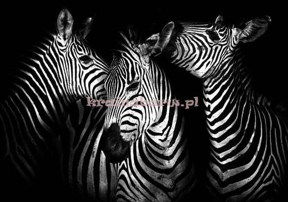 Fototapeta 11761 Zebry