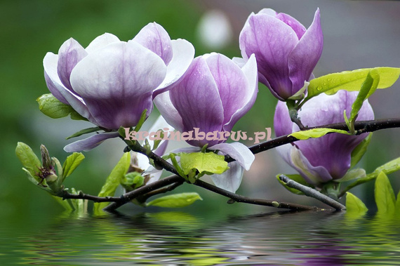 Fototapeta na flizelinie 160VE Consalnet